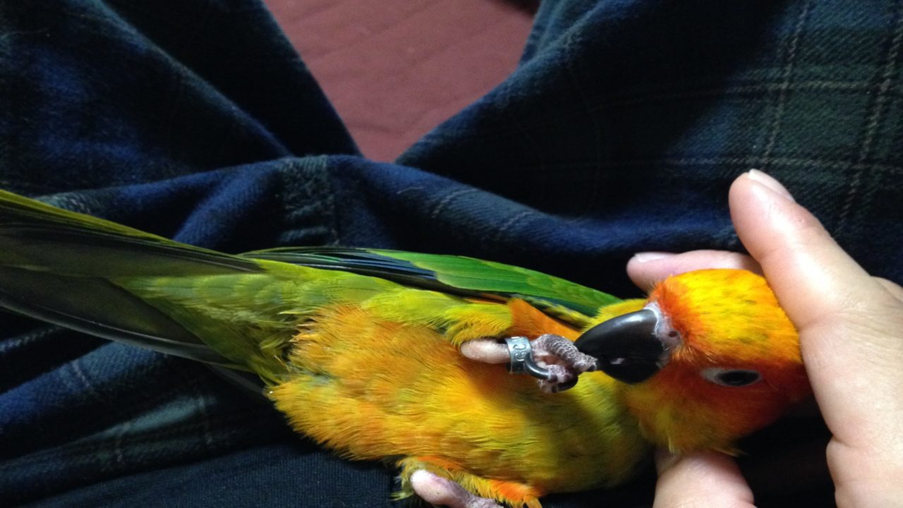 ホルパパブログ